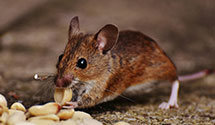 Find Exterminators in Winchester City County